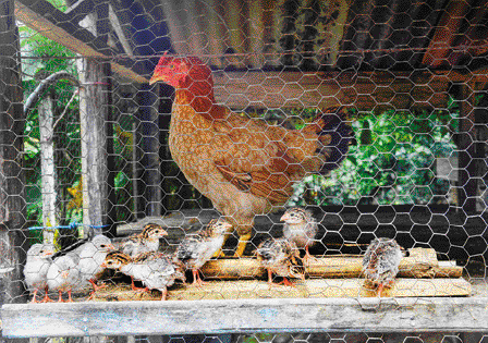 Imagem: Fotografia. Uma galinha e pintinhos dentro de um galinheiro.  Fim da imagem.