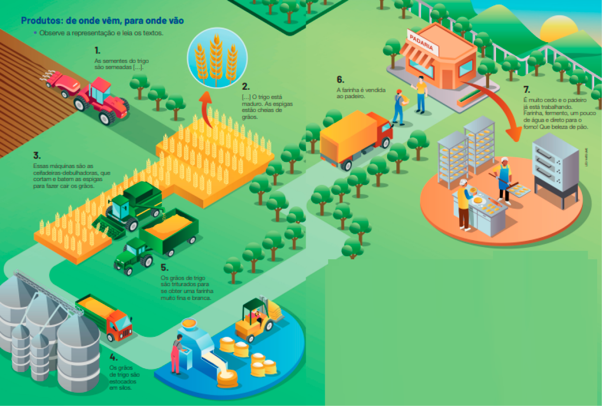Imagem: Ilustração.  À esquerda, um trator está colocando sementes em uma plantação.  1. As sementes do trigo são semeadas […]. Em seguida, a plantação está cheia de trigo.  2. […] O trigo está maduro. As espigas estão cheias de grãos.  Ao lado, duas máquinas estão colhendo trigo na plantação.  3. Essas máquinas são as ceifadeiras-debulhadoras, que cortam e batem as espigas para fazer cair os grãos. No centro há silos grandes e ao lado, um caminhão cheio de trigo.  4. Os grãos de trigo são estocados em silos.  Em seguida, um homem está operando uma máquina e ao lado há farinha sobre uma esteira e caindo dentro de sacas.  5. Os grãos de trigo são triturados para se obter uma farinha muito fina e branca.  À direita, um caminhão está parado na frente de uma padaria e um homem está segurando uma saca.  6. A farinha é vendida ao padeiro.  Em seguida, duas pessoas estão fazendo pães em uma cozinha. Ao lado há um forno e do outro lado, prateleiras com mais pães.  7. É muito cedo e o padeiro já está trabalhando. Farinha, fermento, um pouco de água e direto para o forno! Que beleza de pão.  Fim da imagem.