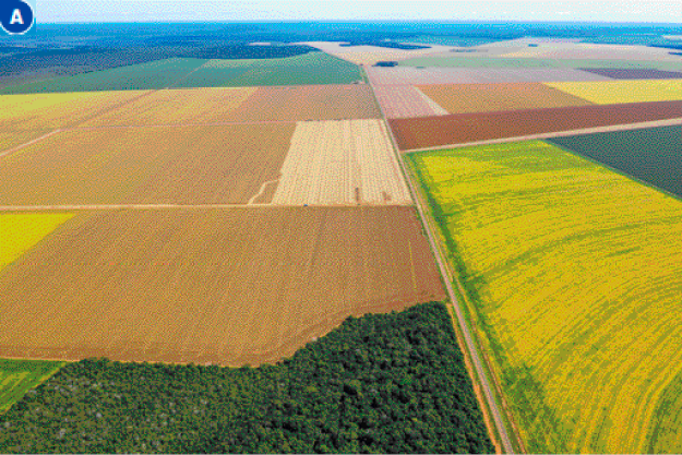 Imagem: Fotografia A. Vista aérea de plantações em tons de marrom e verde.  Fim da imagem.