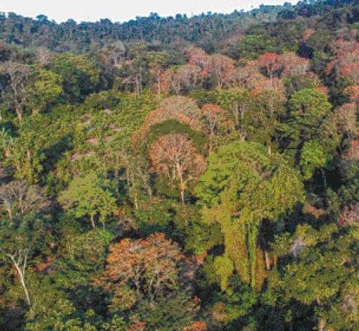 Imagem: Fotografia. Vista aérea de várias árvores com folhas em tons de verde e marrom.  Fim da imagem.