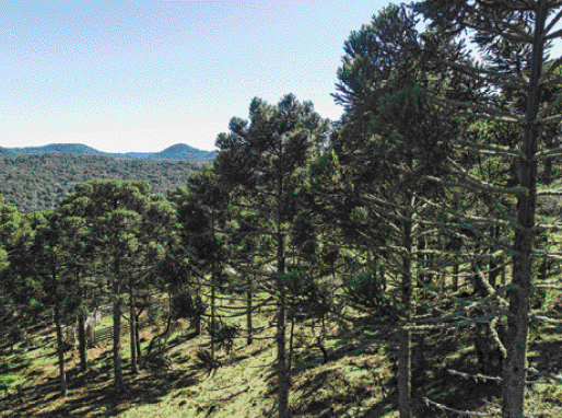 Imagem: Fotografia. Araucárias sobre morro.  Fim da imagem.