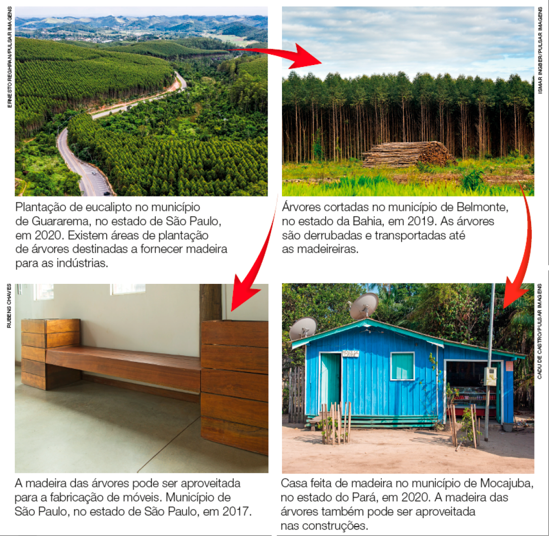 Imagem: Fotografias.  1) Vista aérea de uma estrada asfaltada com várias árvores em volta.  LEGENDA: Plantação de eucalipto no município de Guararema, no estado de São Paulo, em 2020. Existem áreas de plantação de árvores destinadas a fornecer madeira para as indústrias. FIM DA LEGENDA.   2) No centro, vários troncos de árvores empilhados. Ao fundo, várias árvores.  LEGENDA: Árvores cortadas no município de Belmonte, no estado da Bahia, em 2019. As árvores são derrubadas e transportadas até as madeireiras. FIM DA LEGENDA.  3) Um banco de madeira marrom.  LEGENDA: A madeira das árvores pode ser aproveitada para a fabricação de móveis. Município de São Paulo, no estado de São Paulo, em 2017. FIM DA LEGENDA.  4) Uma casa com parede de madeira azul. Ao fundo, árvores.  LEGENDA: Casa feita de madeira no município de Mocajuba, no estado do Pará, em 2020. A madeira das árvores também pode ser aproveitada nas construções. FIM DA LEGENDA.  Há setas entre as imagens 1 e 2; 2 e 3; 2 e 4.  Fim da imagem.