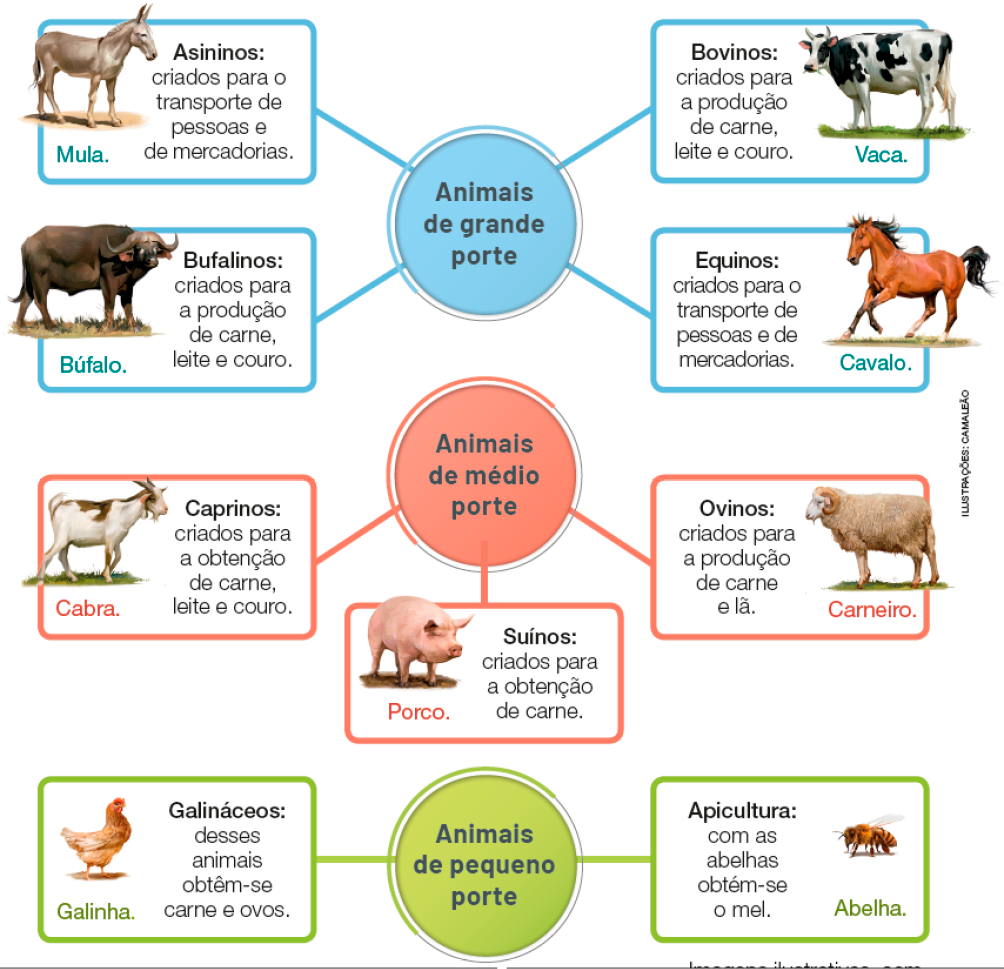 Imagem: Esquema. No centro, a informação: Animais de grande porte. Em volta, ilustrações e informações. Ilustração de uma mula cinza (Asininos: criados para o transporte de pessoas e de mercadorias); Ilustração de um búfalo marrom (Bufalinos: criados para a produção de carne, leite e couro); Ilustração de uma vaca branca com manchas pretas (Bovinos: criados para a produção de carne, leite e couro); Ilustração de um cavalo marrom (Equinos: criados para o transporte de pessoas e de mercadorias).  Esquema. No centro, a informação: Animais de médio porte. Em volta, ilustrações e informações. Ilustração de uma cabra branca com manchas marrons (Caprinos: criados para a obtenção de carne, leite e couro); Ilustração de um porco rosa (Suínos: criados para a obtenção de carne); Ilustração de um carneiro marrom-claro (Ovinos: criados para a produção de carne e lã).  Esquema. No centro, a informação: Animais de pequeno porte. Em volta, ilustrações e informações. Ilustração de uma galinha marrom (Galináceos: desses animais obtêm-se carne e ovos); Ilustração de uma abelha amarela e preta (Apicultura: com as abelhas obtém-se o mel).   Fim da imagem.