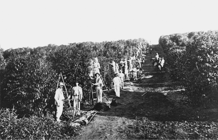 Imagem: Fotografia em preto e branco. Várias pessoas em uma plantação. Fim da imagem.