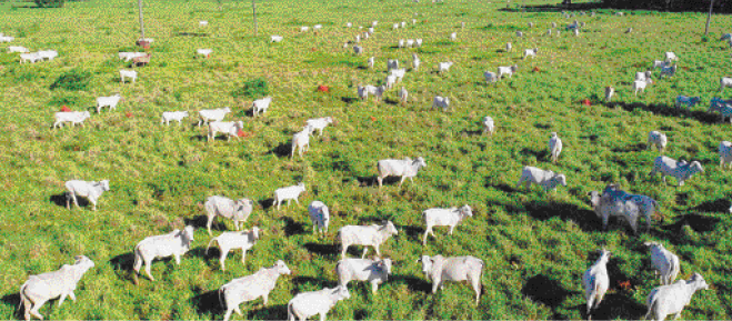 Imagem: Fotografia. Vista aérea de vários bois brancos sobre um campo verde.   Fim da imagem.