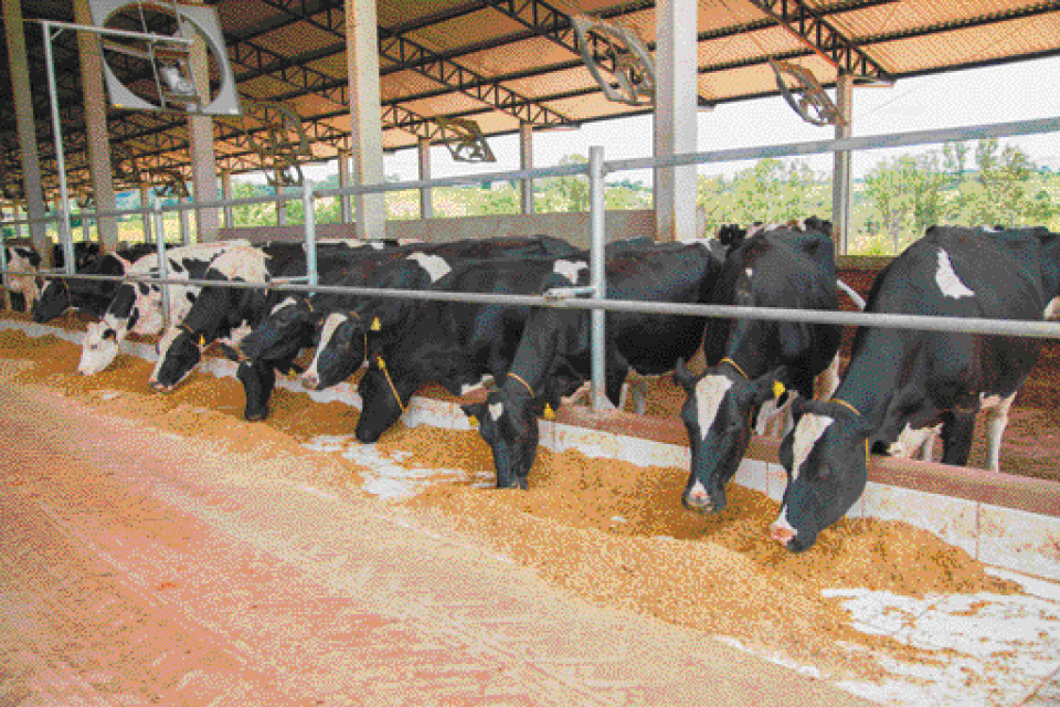 Imagem: Fotografia. Várias vacas enfileiradas e comendo grãos, que estão atrás de uma grade. Ao redor, informações:  - Tecnologias desenvolvidas para aumentar a quantidade e melhorar a qualidade da carne e do leite que será consumido pelas pessoas.  - Utilização de programas e aplicativos para monitorar a alimentação, o peso e a vacinação dos animais.  - Utilização de técnicas de melhoria da qualidade das pastagens e das rações, favorecendo o desenvolvimento dos animais.  - Uso de drones para monitorar os animais no campo.  - Seleção de raças para a criação e procriação de animais mais resistentes a doenças.  Fim da imagem.