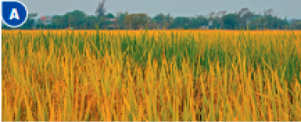 Imagem: Fotografia A. Plantação extensa de arroz.   Fim da imagem.