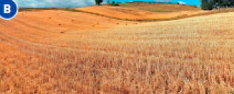 Imagem: Fotografia B. Plantação extensa de trigo.  Fim da imagem.