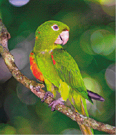 Imagem: Fotografia. Ave com penas verde e vermelho, bico pequeno e olhos escuros.   Fim da imagem.