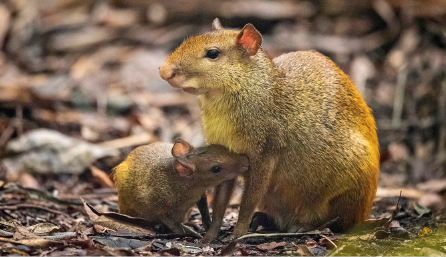 Imagem: Fotografia. Uma Cutia, animal quadrúpede com pelo ralo e orelhas pequenas. Ela está com o focinho esticado para frente. Ao lado, um filhote com o focinho encostado no peito dela. Fim da imagem.