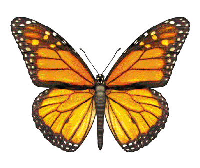 Imagem: Fotografia. Uma borboleta com asas pretas e laranjas.  Fim da imagem.