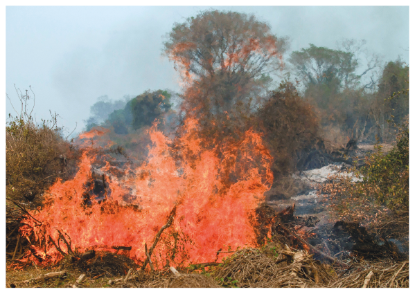 Imagem: Fotografia. Uma floresta pegando fogo. Fim da imagem.