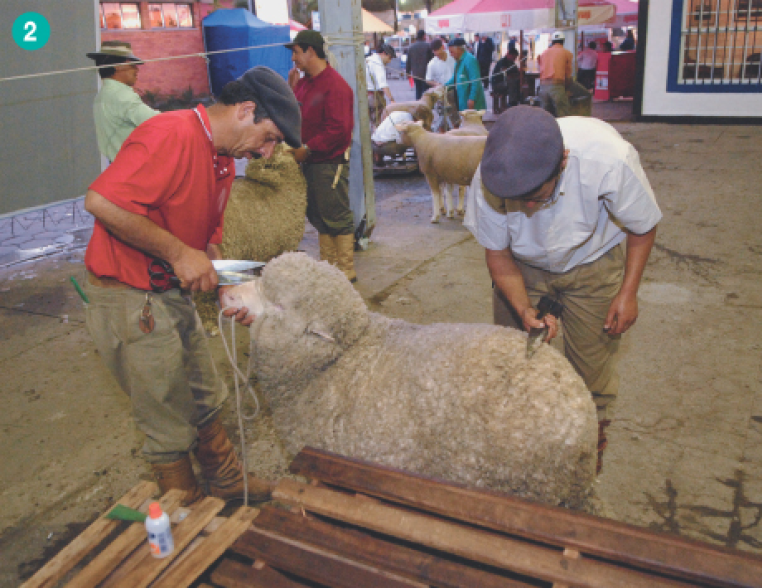 Imagem: Fotografia. Dois homens usando chapéu cortando o pelo de uma ovelha. Um deles corta perto da cabeça e o outro perto das costas. No fundo tem mais algumas ovelhas e pessoas.  Fim da imagem.