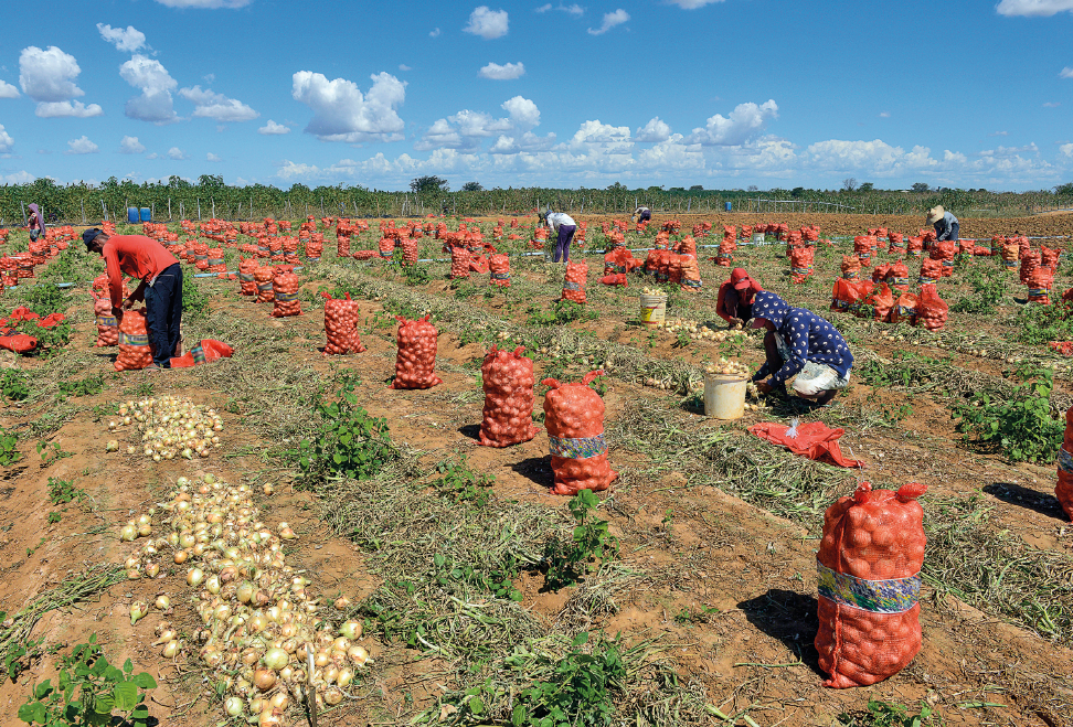 Imagem: Fotografia. Uma plantação de cebolas. Há pilhas de cebolas, fileiras de sacos laranjas cheios de cebolas e entre eles alguns trabalhadores, usando blusas de manga longa e chapéus. Fim da imagem.