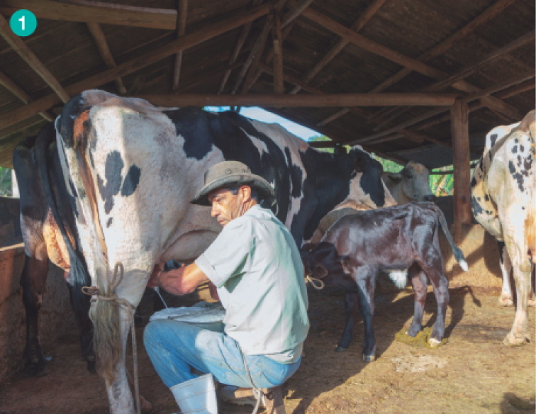 Imagem: Fotografia. Um homem de calça jeans, camisa branca e chapéu sentado em um banco de madeira ordenhando uma vaca bege com manchas pretas. Atrás tem um bezerro e mais uma vaca. Fim da imagem.