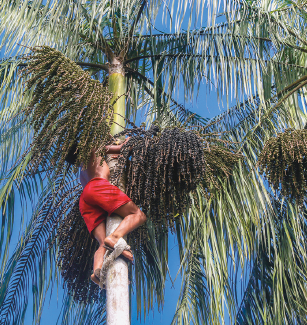 Imagem: Extrativismo vegetal. Fotografia de um homem sem camisa e de bermuda vermelha em cima de uma árvore. Seta. O fruto do açaí é utilizado no preparo de diferentes alimentos. Fim da imagem.