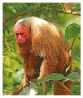 Imagem: Fotografia. Uma floresta densa com um rio passando no meio. Ao lado, fotografia de um macaco com a cara vermelha, empoleirado em um galho de árvore. Fim da imagem.