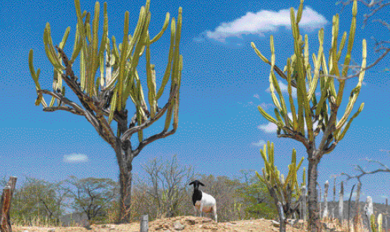 Imagem: Fotografia. Um bode preto e branco ao lado de cactos. Ao lado, fotografia de um gavião apoiado em uma cerca.  Fim da imagem.