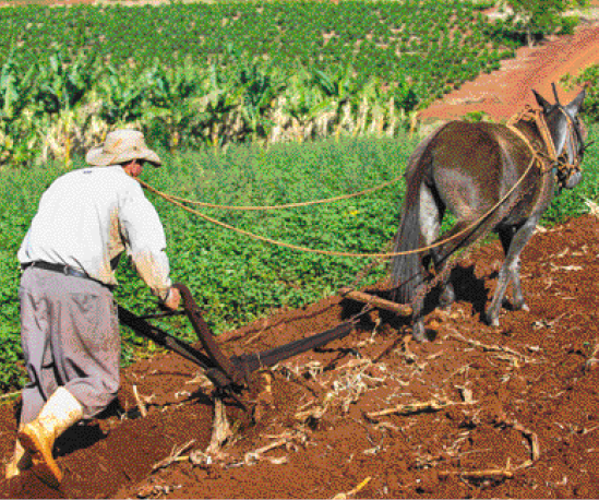 Imagem: Fotografia. Um homem de calça, botas de borracha, camisa e chapéu. Ele segura as rédeas de um cavalo. Ao lado, plantações.  Fim da imagem.