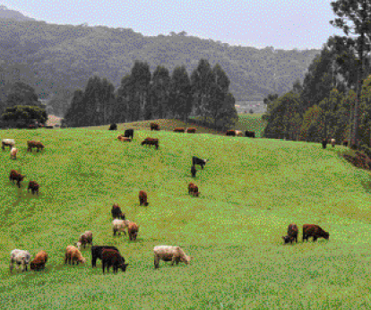 Imagem: Fotografia. Um campo gramado com bois. Fim da imagem.