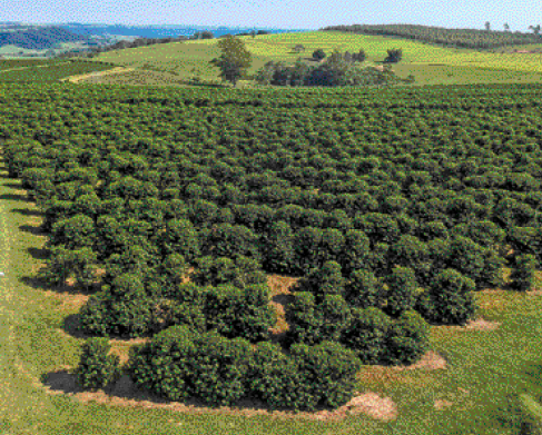 Imagem: Fotografia. Vista aérea de uma plantação com plantas verdes escuras. Fim da imagem.