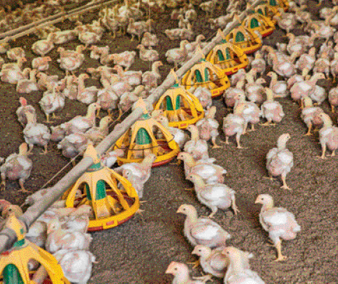 Imagem: Fotografia. Uma área com vários pintinhos cercados.  Fim da imagem.