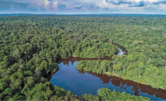 Imagem: Fotografia. Uma floresta densa com um rio passando no meio. Ao lado, fotografia de um macaco com a cara vermelha, empoleirado em um galho de árvore. Fim da imagem.