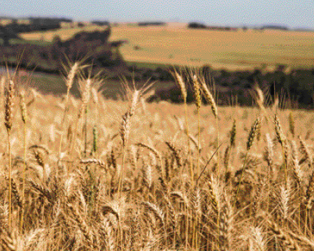 Imagem: Fotografia. Uma plantação de trigo.  Fim da imagem.
