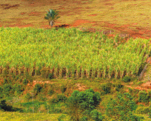 Imagem: Fotografia. Vista aérea de uma plantação com plantas verde claras. Fim da imagem.