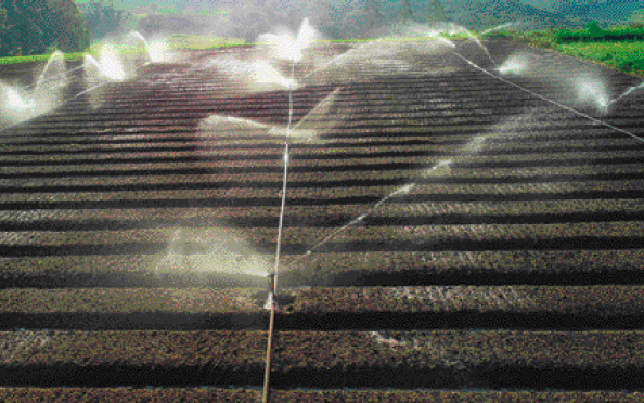 Imagem: Fotografia. Jatos de água irrigando uma plantação.  Fim da imagem.