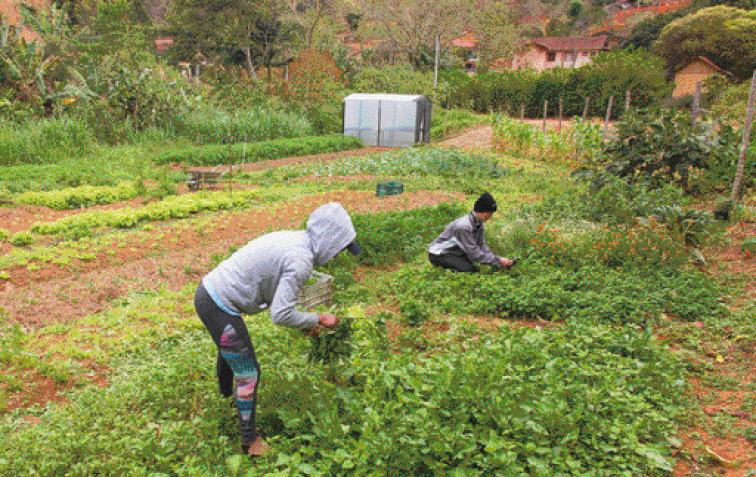 Imagem: Fotografia. Duas pessoas de calça e moletom abaixados pegando verduras de uma horta. Ao fundo, algumas construções.   Fim da imagem.