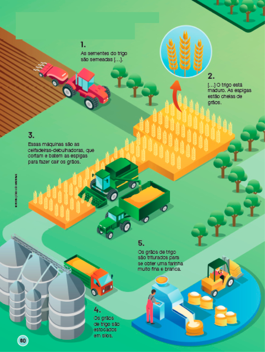 Imagem: Infográfico. Produtos: de onde vêm, para onde vão. Observe a representação e leia os textos. Na parte superior esquerda, um trator passa por uma área de terra, deixando como rastro linhas horizontais. 1: as sementes do trigo são semeadas. Ao lado, plantação de trigo, com detalhe para um ramo. 2: o trigo está maduro. As espigas estão cheias de grãos. A seguir, caminhões passam pela plantação de trigo, colhendo os ramos e jogando na caçamba de um caminhão que está es-tacionado ao lado. 3: essas máquinas são as ceifadeiras-debulhadoras, que cortam e batem as espigas para fazer cair os grãos. A seguir, o caminhão está parado ao lado de grandes cilindros prateados. 4: os grãos de trigo são estocados em silos. Na próxima imagem, um homem está parado ao lado de uma máquina que enche sacos de grãos. 5: os grãos de trigo são triturados para se obter uma farinha muito fina e branca.  Fim da imagem.