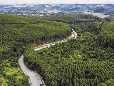 Imagem: Fotografia. Vista aérea de uma estrada no meio de uma floresta com vegetação densa.  Fim da imagem.