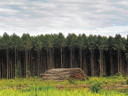 Imagem: Fotografia. Uma floresta com árvores altas com troncos finos. Na frente, uma área com vegeta-ção baixa e pilhas de madeira cortadas.  Fim da imagem.