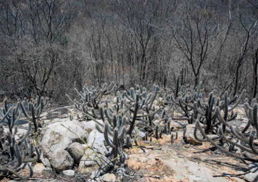 Imagem: Fotografia. Uma floresta com árvores secas e cactos, com pedras entre eles.   Fim da imagem.