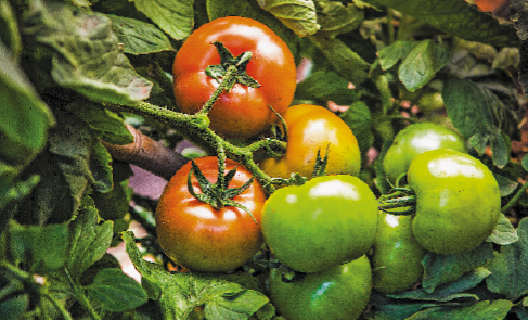 Imagem: Fotografia. Um galho cm tomates verdes.  Fim da imagem.