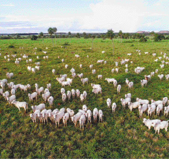 Imagem: Fotografia. Bois brancos espalhados em uma área gramada.  Fim da imagem.