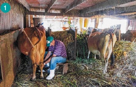 Imagem: Fotografia. Um homem de boné, camiseta roxa listrada, calça jeans e bota de borracha. Ele está sentado em um banco de madeira e tira leite de uma vaca marrom. No fundo há mais vacas.  Fim da imagem.