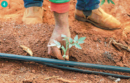 Imagem: Destaque para uma pessoa usando sapatos marrons plantando uma muda. Fim da imagem.