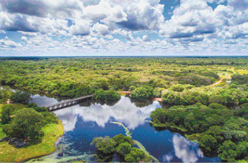 Imagem: Fotografia. Uma floresta densa com um rio no meio. O rio reflete o céu e as nuvens. Há uma ponte por cima do rio.  Fim da imagem.