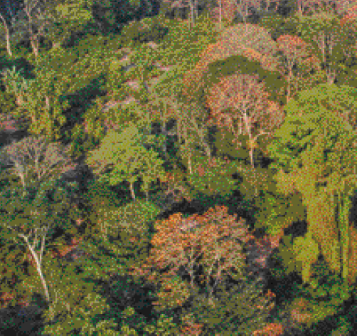 Imagem: Fotografia. Vista aérea de uma floresta com árvores de copa verde e árvores de copa marrom.   Fim da imagem.