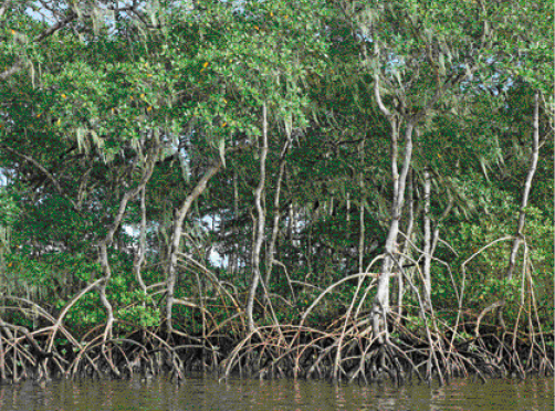 Imagem: Fotografia. Árvores em cima de uma área de água. Elas possuem raízes altas e tronco fino.   Fim da imagem.