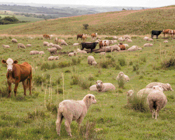Imagem: Fotografia. Bois e ovelhas em um campo gramado.   Fim da imagem.
