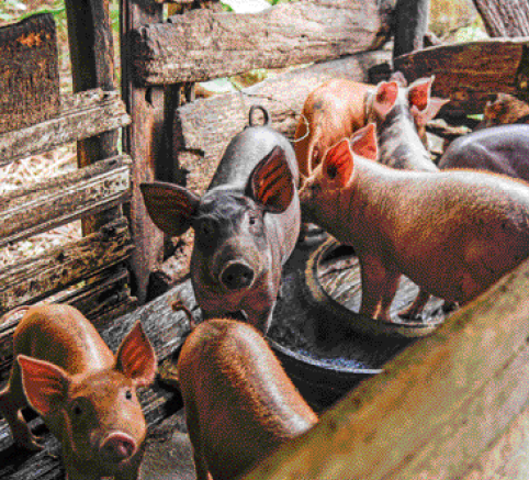 Imagem: Fotografia. Oito porcos dentro de um cercado de madeira.  Fim da imagem.