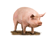 Imagem: Porco, Suínos: criados para a obtenção de carne.  Fim da imagem.