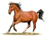Imagem: Cavalo, Equinos: fazem o transporte de pessoas e de mercadorias Fim da imagem.