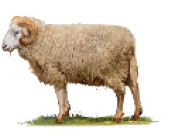 Imagem: Carneiro, Ovinos: criados para a produção de carne e lã. Fim da imagem.