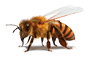 Imagem: Abelha, Apicultura: com as abelhas obtém-se o mel. Fim da imagem.