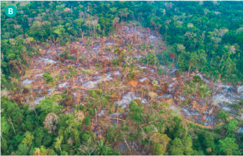 Imagem: Fotografia. Imagem aérea de uma floresta desmatada, com áreas queimadas e árvores no chão.  Fim da imagem.