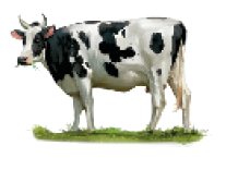 Imagem: Vaca, Bovinos: criados para a produção de carne, leite e couro. Fim da imagem.
